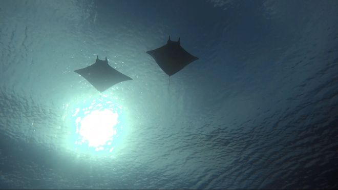 two manta rays at the dive site Couldran / Shotgun in Komodo
