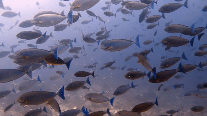 dense school of fish at crystal rock (komodo)