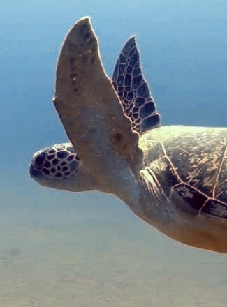huge turtle swimming in the red sea in egypt
