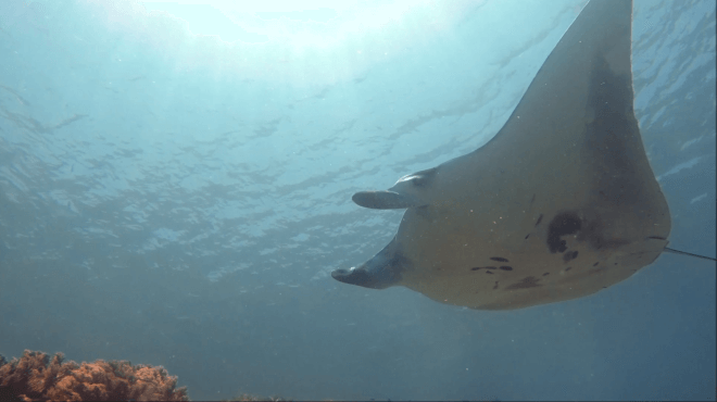 manta ray at dive spot Mawan in Komodo
