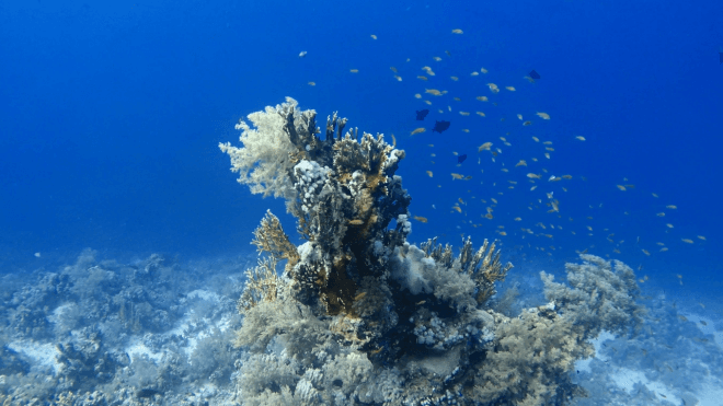hermosos corales en abu dabbab II