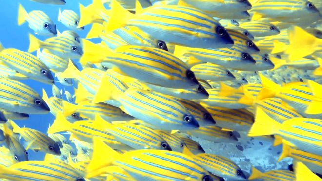 banco de peces amarillos en bodu thila atolón ari del norte