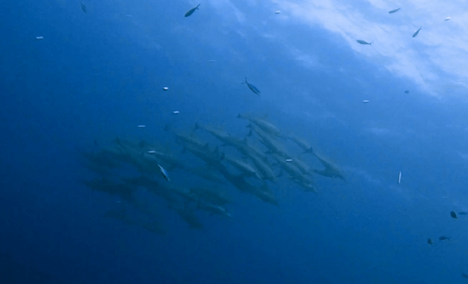 Gruppe von Delfinen in Marsa Alam