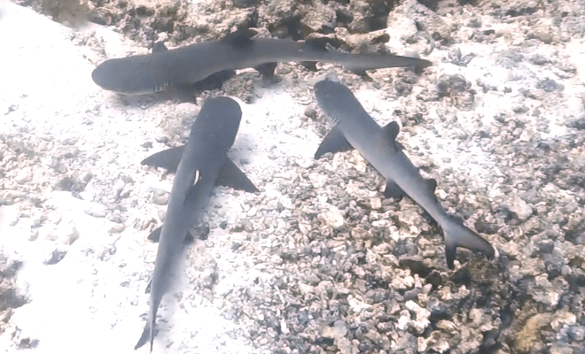 tres escalofriantes tiburones de arrecife en el arrecife de la casa de ellaidhoo