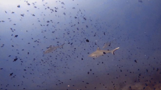 tiburones de arrecife en el punto de buceo superior cabeza de pez en el atolón ari del norte