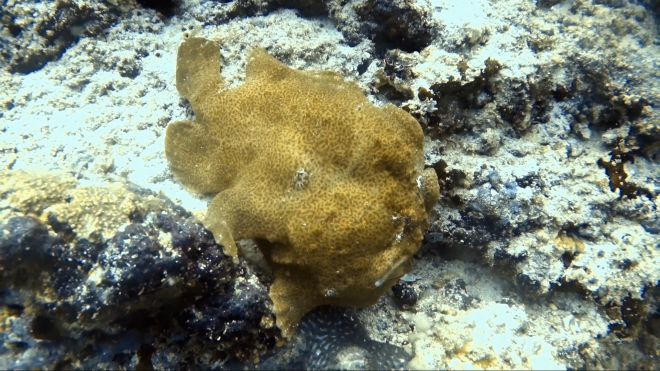 frog fish at dive site bodu thila in the north ari atoll