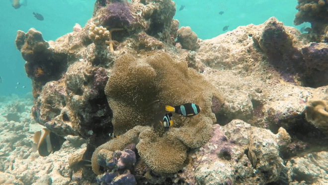 anemones and nemo at dive site kari beyru thila (maldives)