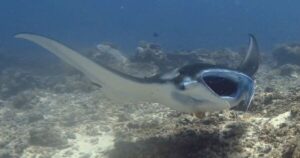 Manta Ray With Open Mouth in Komodo