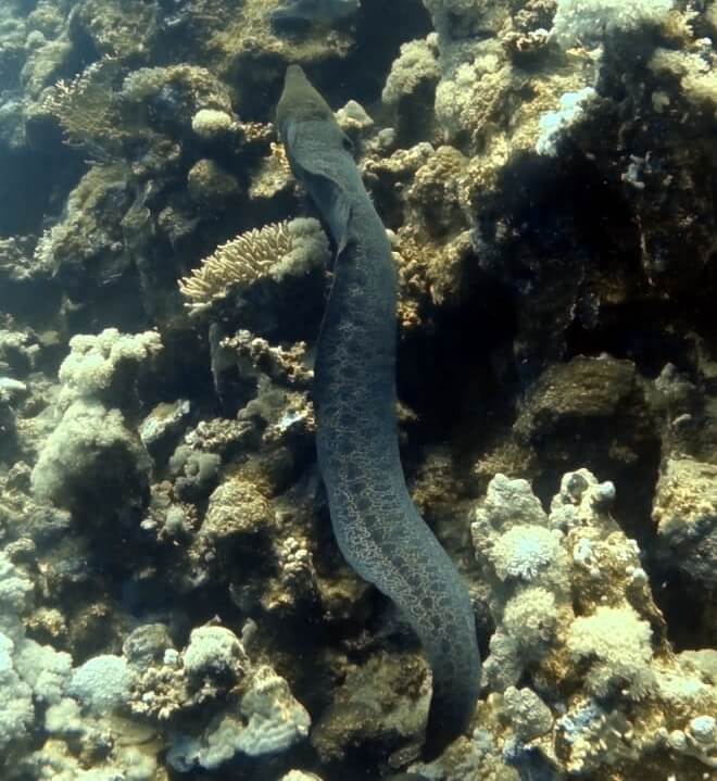 free swimming moray eel in marsa alam