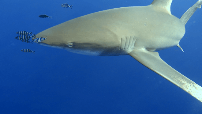 tiburón oceánico de punta blanca (longimanus) en el sitio de buceo elphinstone en marsa alam (egipto)