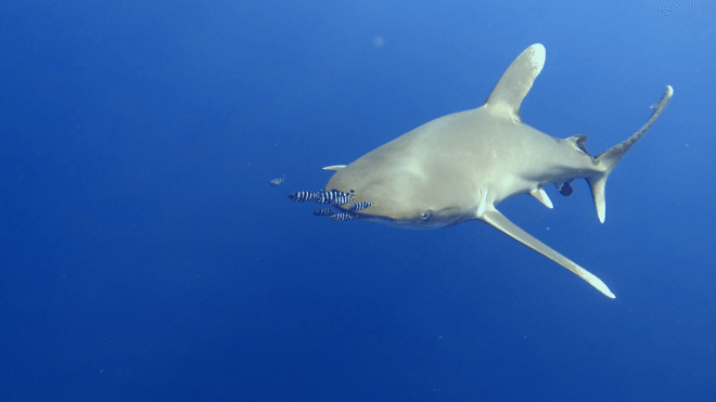 Ozeanischer Weißspitzenhai Marsa Alam