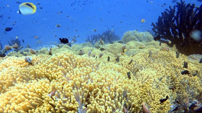 huge platform of anemones and nemo fish at dive spot orimas thila (north ari atoll) called nemo city
