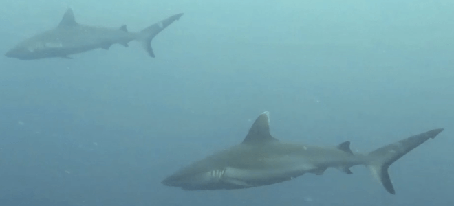 tiburones de arrecife en el atolón arti del norte