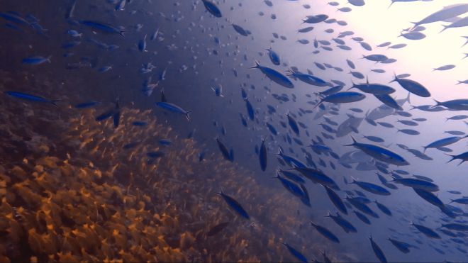 Schwärme von bunten blauen und gelben Fischen im Nord-Ari-Atoll