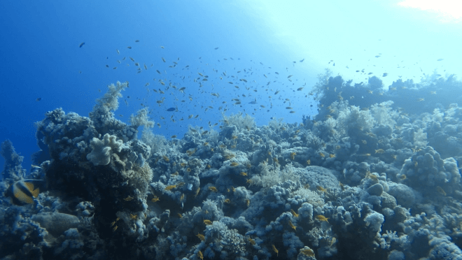 arrecife de coral en el punto de inmersión de la bahía de shoni en marsa alam