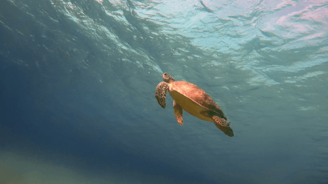 Schildkröte im azurblauen Wasser in Marsa Alam in Ägypten