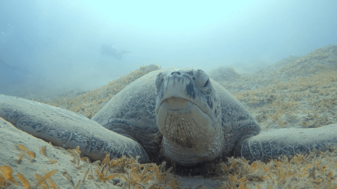 Schildkröte chillt im Seegras in Marsa Alam