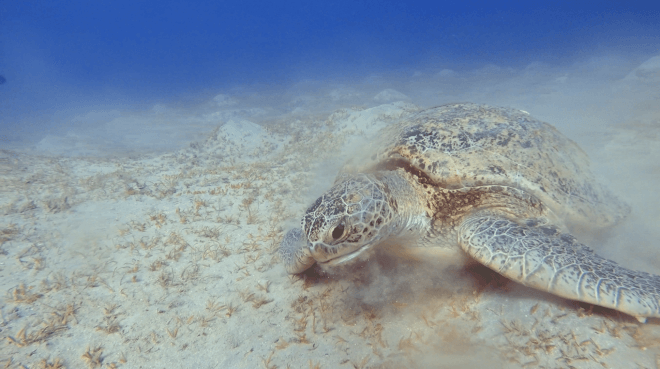 Schildkröte frisst Seegras am Tauchplatz Marsa Assalaya in Ägypten