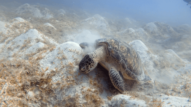 Fressende Schildkröte auf Seegras bei Marsa Mubarak in Marsa Alam
