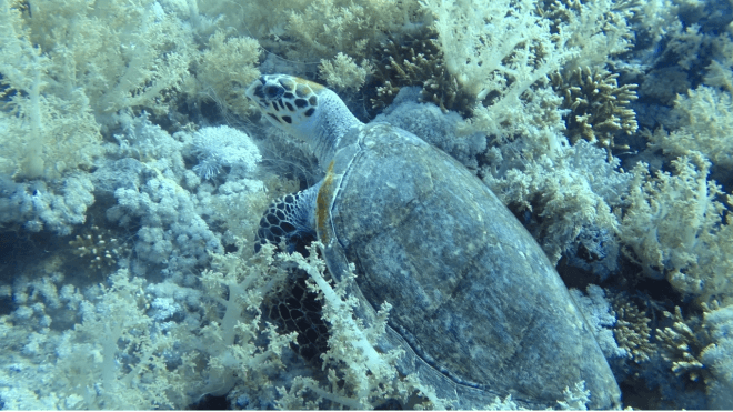 Schildkröte in Korallen bei Elphinstone in Marsa Alam (Ägypten)