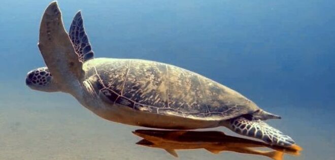 free swimming turtle in marsa alam