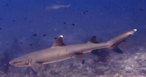 White-Tip Reef Shark in North Ari Atoll (Maldives)