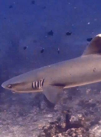 White-Tip Reef Shark in North Ari Atoll (Maldives)